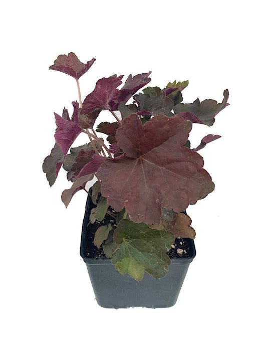 Heuchera 'Palace Purple Select' - The Garden Corner
