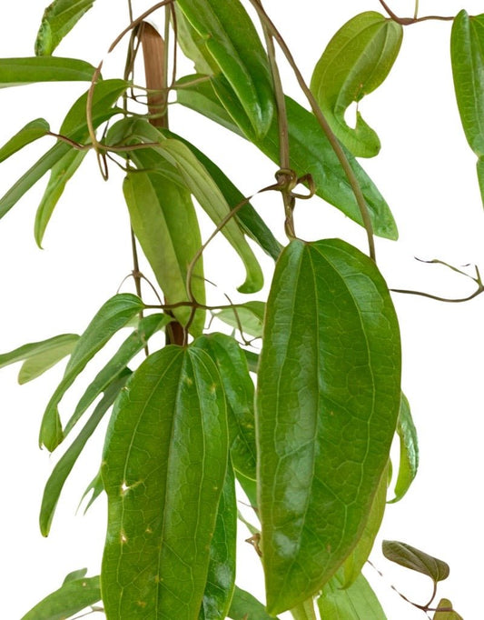 Clematis armandii 'Apple Blossom' 1 Gallon - The Garden Corner