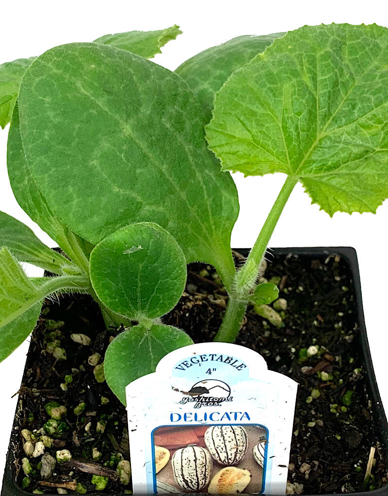 Squash 'Delicata Bush'  4 inch