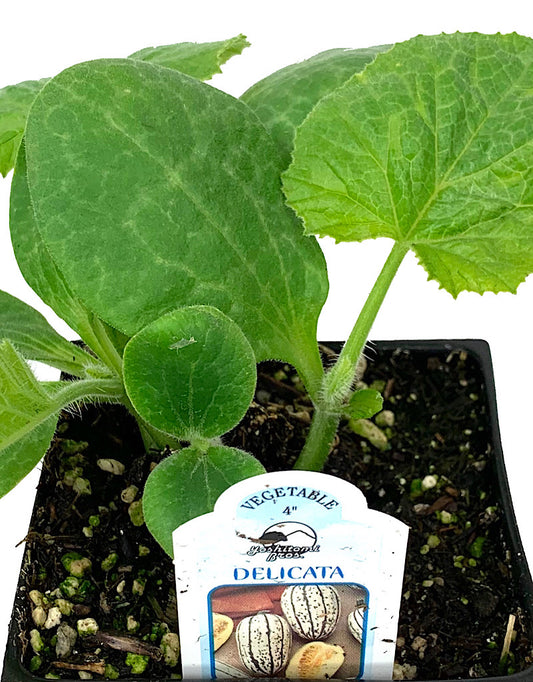 Squash 'Delicata Bush'  4 inch