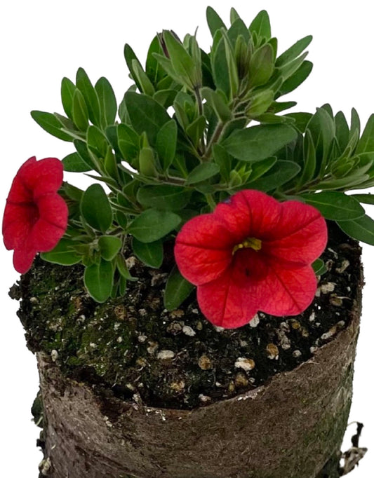 Calibrachoa 'Conga Red Improved'