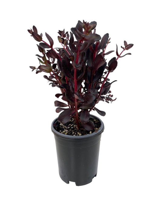 Sedum 'Touchdown Teak' 1 Gallon - The Garden Corner