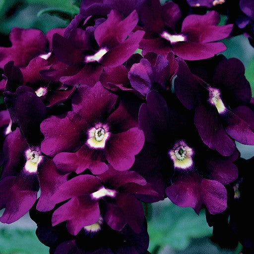 Verbena 'Lanai Deep Purple'