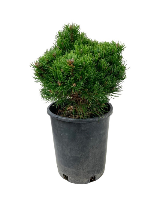 Pinus mugo 'Emerald Dwarf'