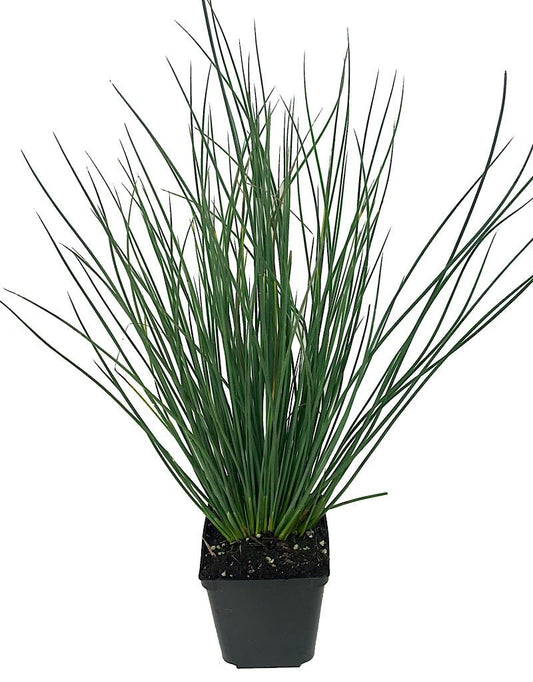 Juncus 'Blue Arrows' 4 Inch - The Garden Corner
