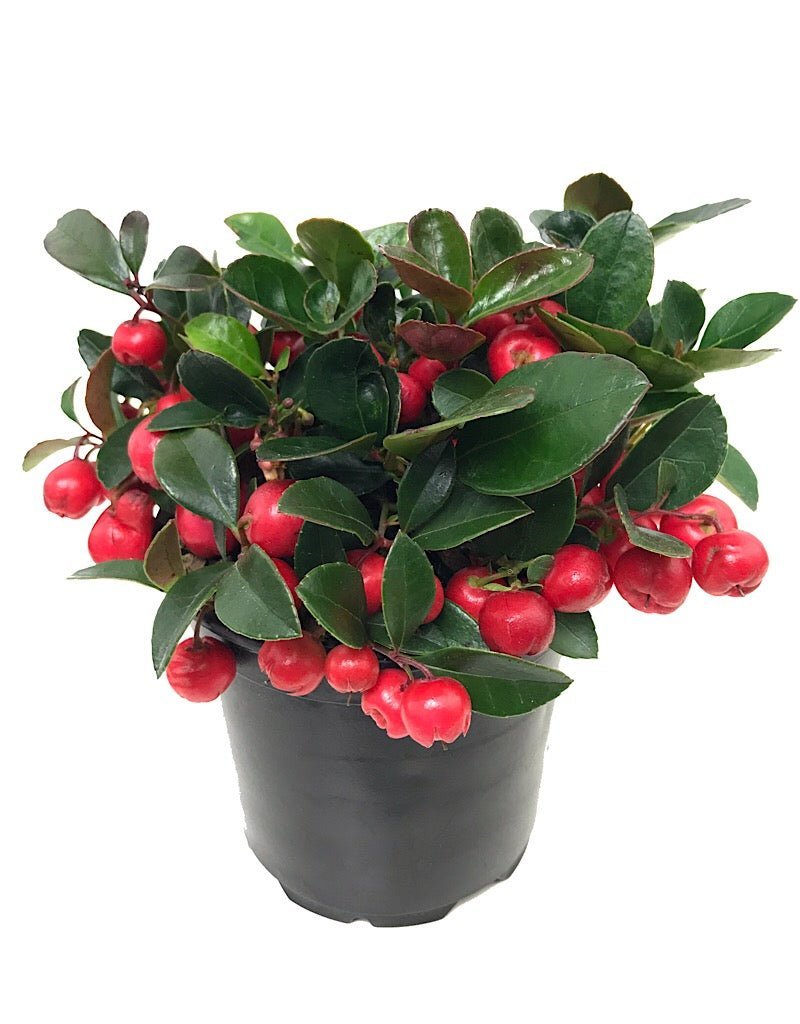 Gaultheria procumbens - The Garden Corner