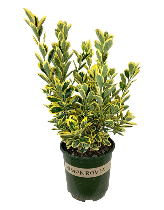 Euonymus j. 'Chollipo' 2 Gallon - The Garden Corner
