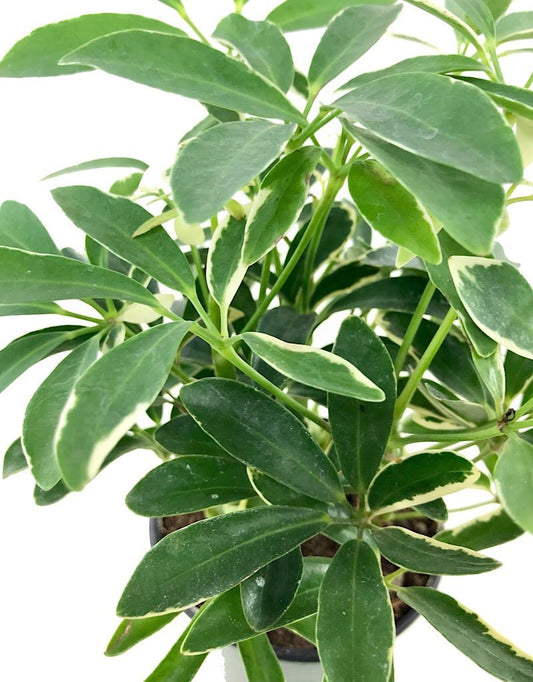 Schefflera arboricola 4 Inch - The Garden Corner