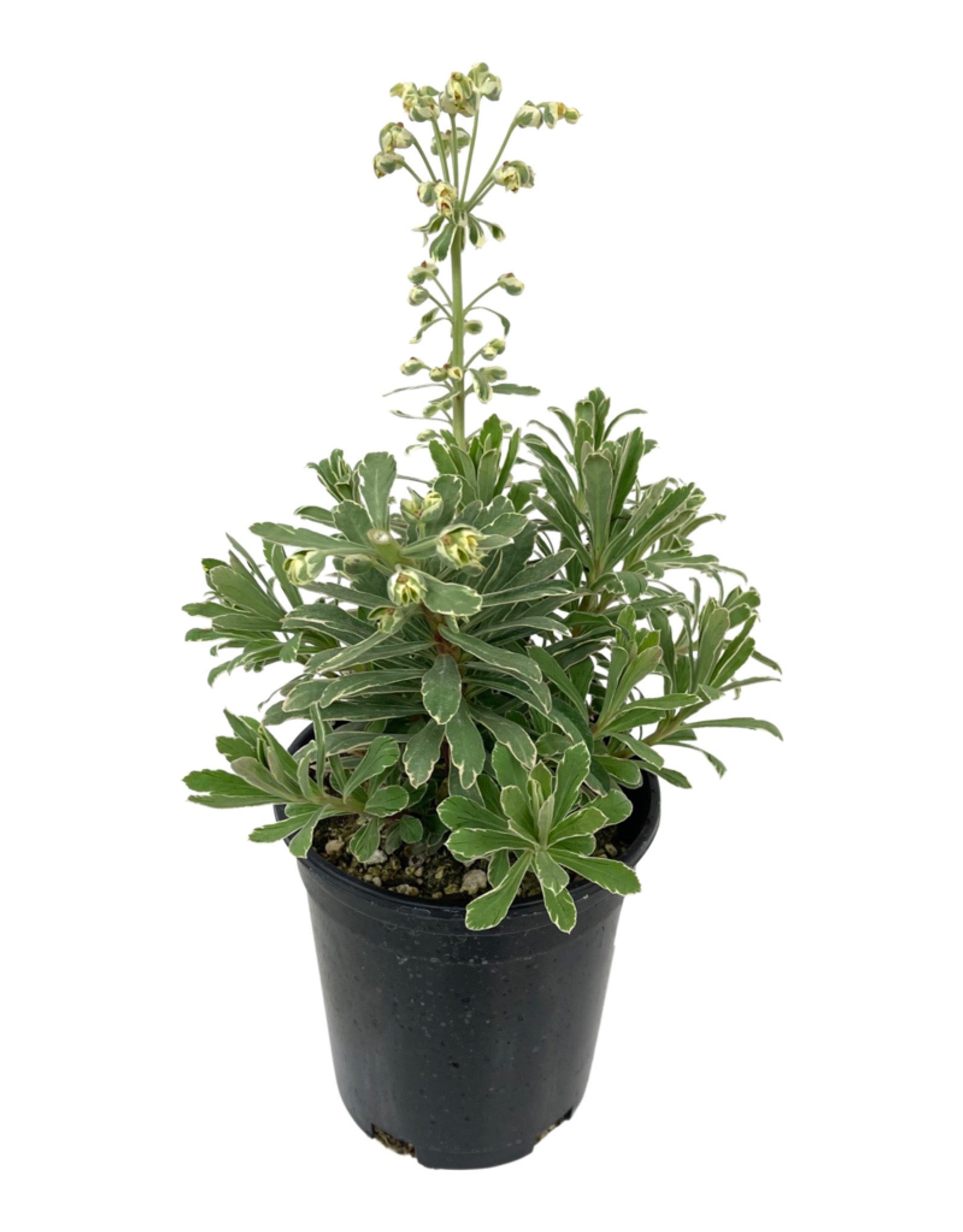 Euphorbia 'Glacier Blue' - Perennials