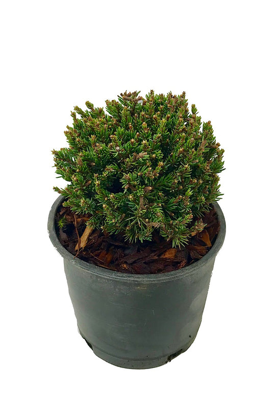 Picea glauca 'Blue Planet'  4 inch