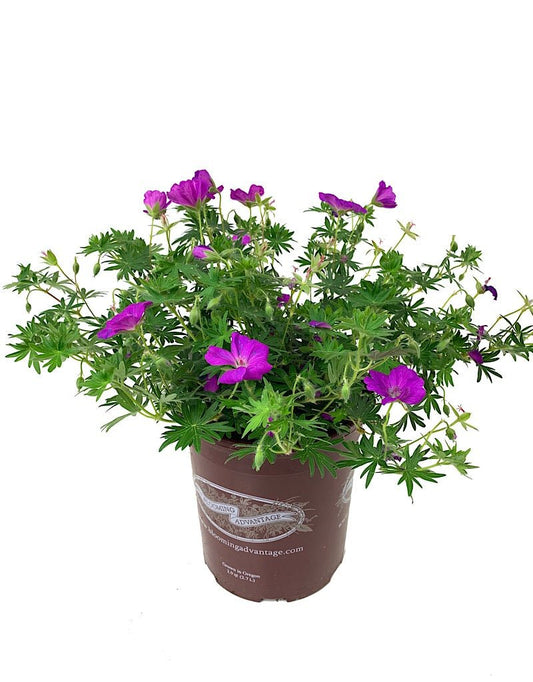 Geranium sanguineum 'New Hampshire' 1 Gallon - The Garden Corner