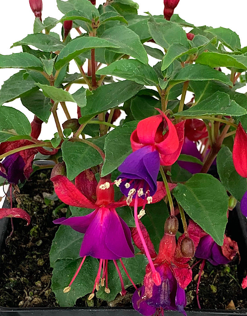 Fuchsia 'Shadow Dancer Marcia' 4 Inch