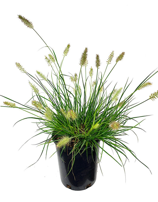 Pennisetum 'Little Bunny' 1 Gallon