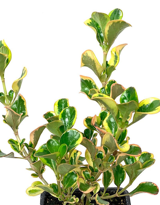 Coprosma 'Pink Splendor' 4 inch - The Garden Corner