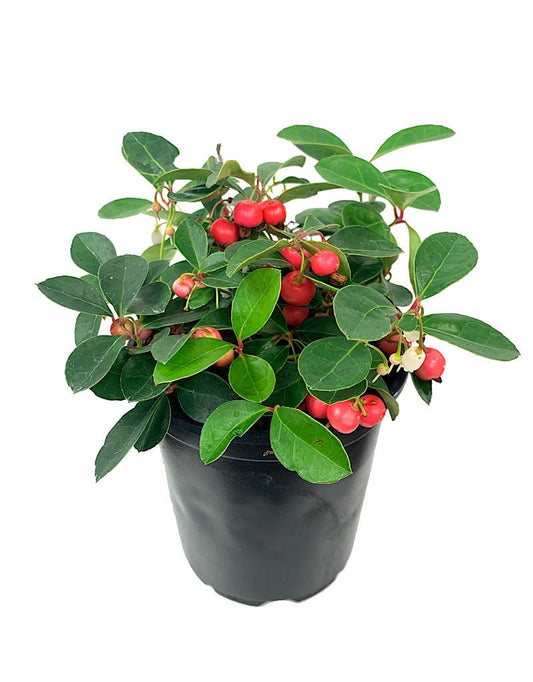 Gaultheria procumbens 'Cherry Berries' - The Garden Corner