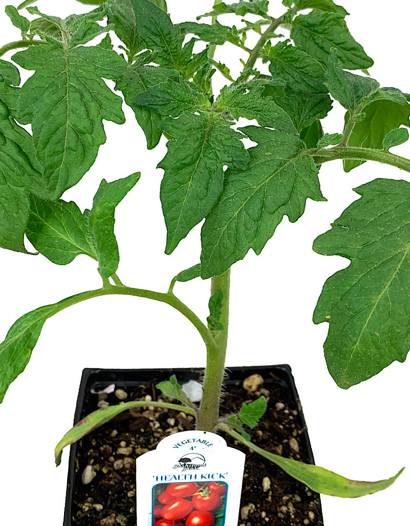 Tomato 'Health Kick' 4 Inch