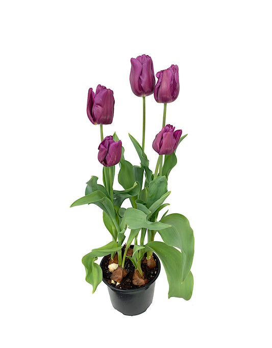 Tulip Purple 6 inch