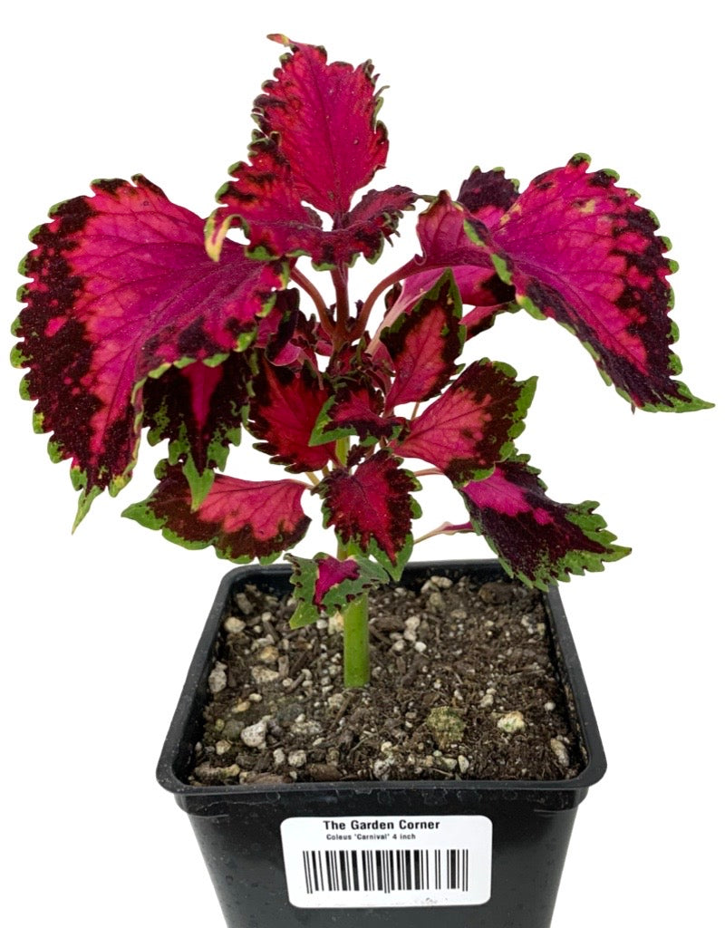 Coleus 'Carnival'