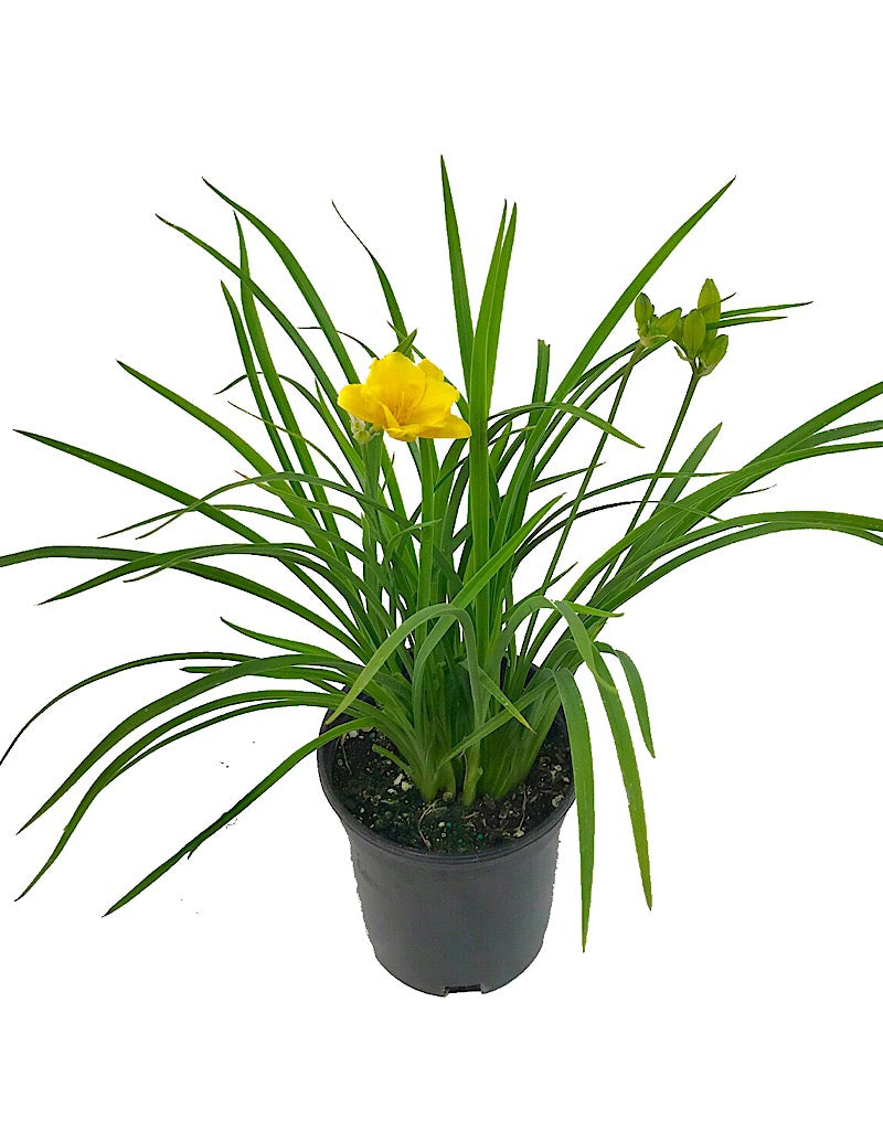 Hemerocallis 'Stella de Oro'