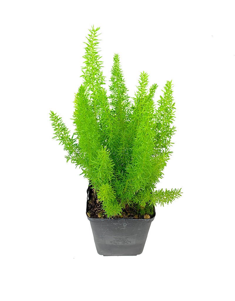 Asparagus densiflorus 'Myers' - Perennials