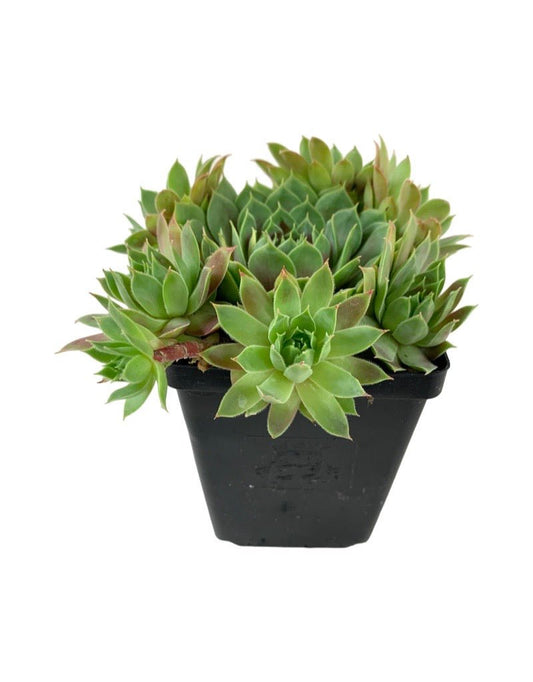 Sempervivum 'Chick Charm Cranberry Cocktail' - The Garden Corner
