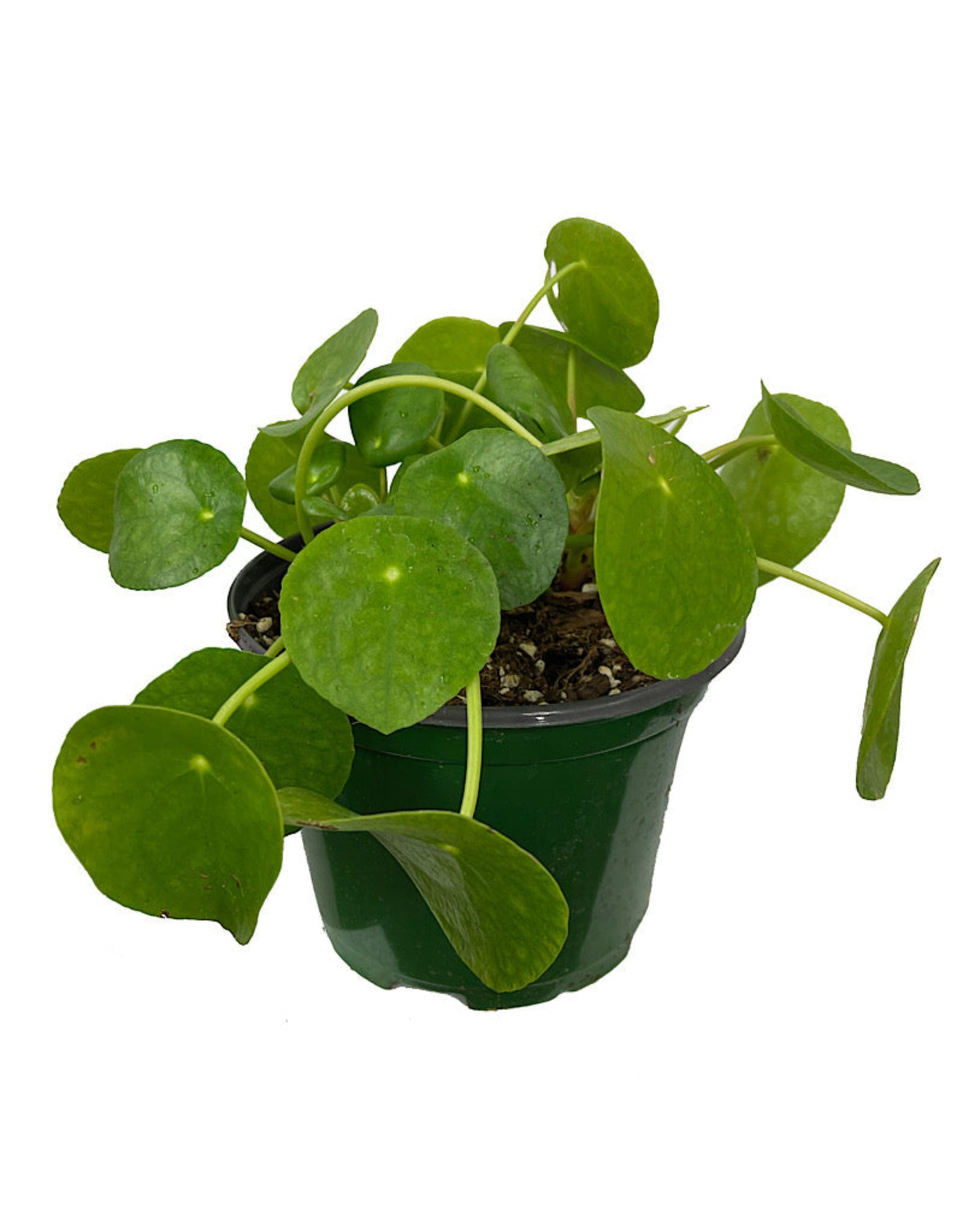 Pilea peperomioides