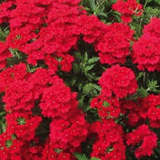 Verbena 'Lanai Red'