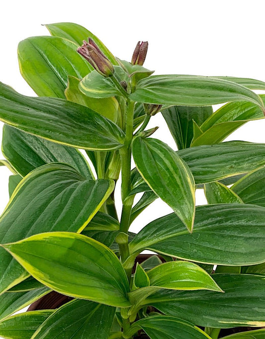 Tricyrtis formosana 'Samurai' - The Garden Corner