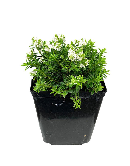 Hebe buxifolia - The Garden Corner