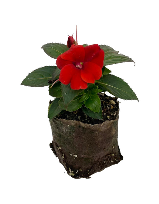 Sunpatiens 'Compact Red' - The Garden Corner