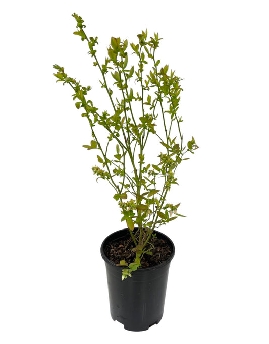 Vaccinium corymbosum 'Blueberry Bluejay' 1 Gallon