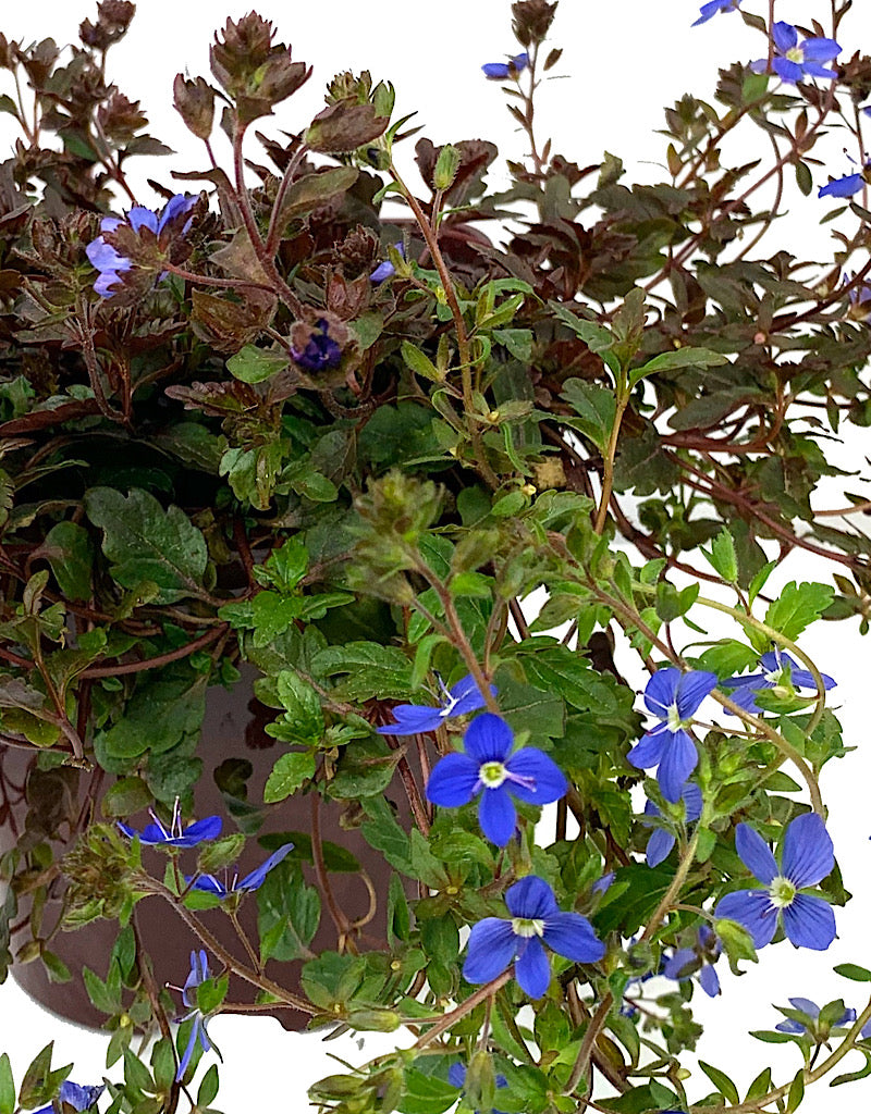 Veronica peduncularis 'Georgia Blue'