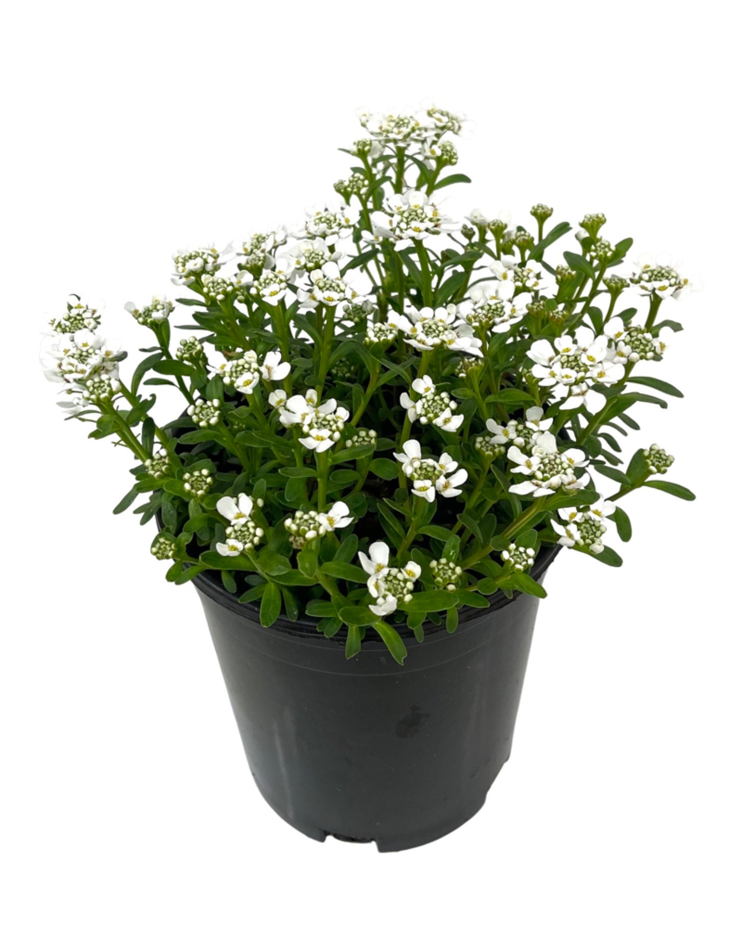Iberis sempervirens 'Snowflake'