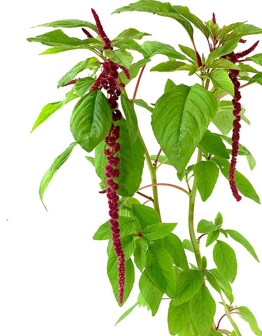 Amaranthus 'Red Tails' 1 Gallon - The Garden Corner