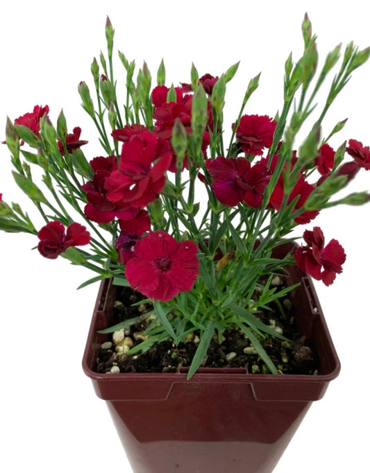 Dianthus 'Delilah Magenta'