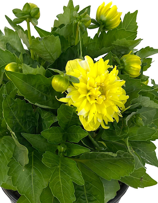 Dahlia 'Hypnotica Yellow' 1 Gallon