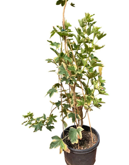 Fatshedera lizei 'Angyo Star' - The Garden Corner