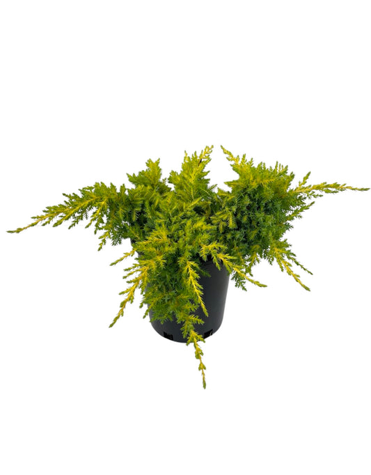 Juniperus chinensis 'Daub s Frosted' - The Garden Corner