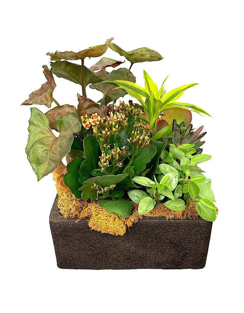 GC Exclusive 16 - Planters