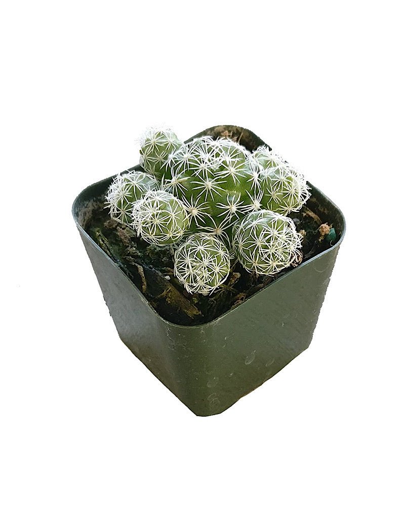 Mammillaria gracilis fragilis - The Garden Corner
