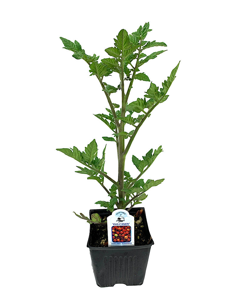 Tomato 'Isis Candy' 4 Inch