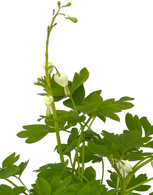 Dicentra spectablis 'Alba'