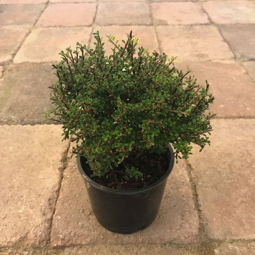 Cotoneaster m. 'Thymifolius' - 4 inch - The Garden Corner