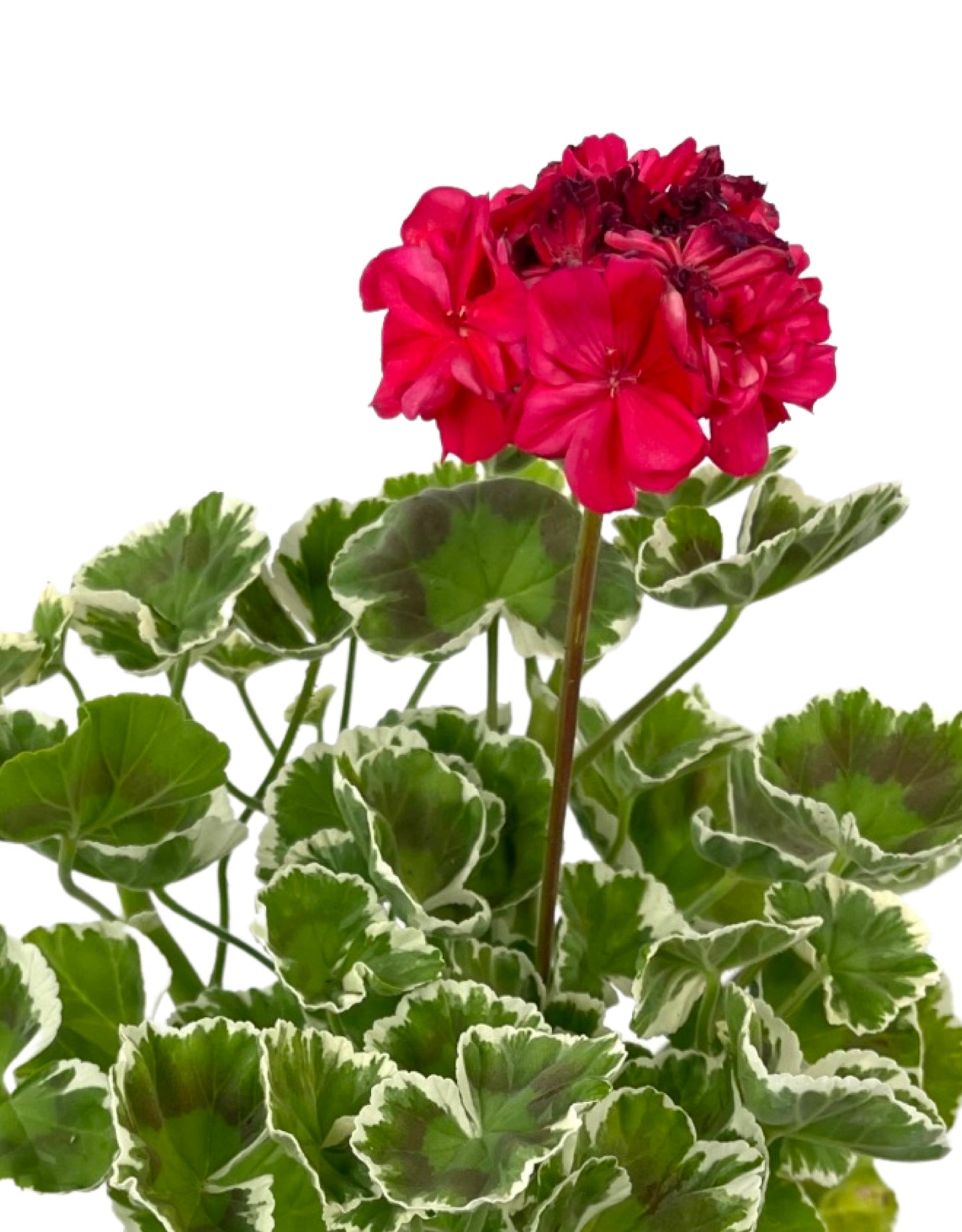 Geranium Fancy Leaf 'Wilhelm Langguth'