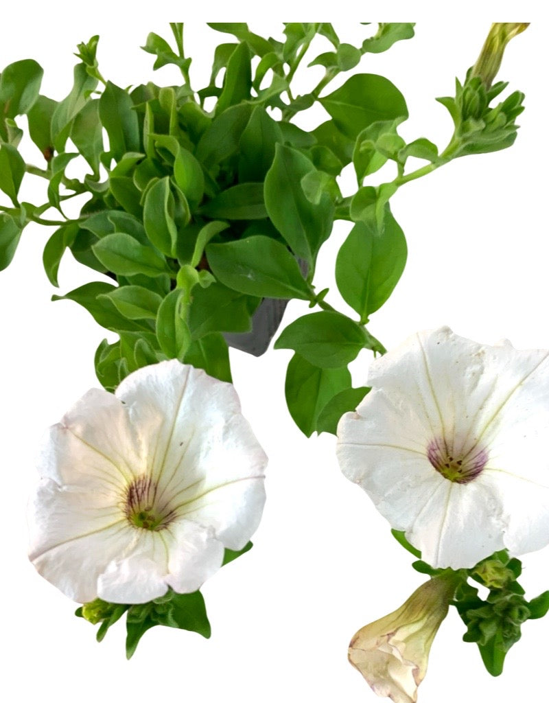 Petunia 'Surfinia New White Imp.'