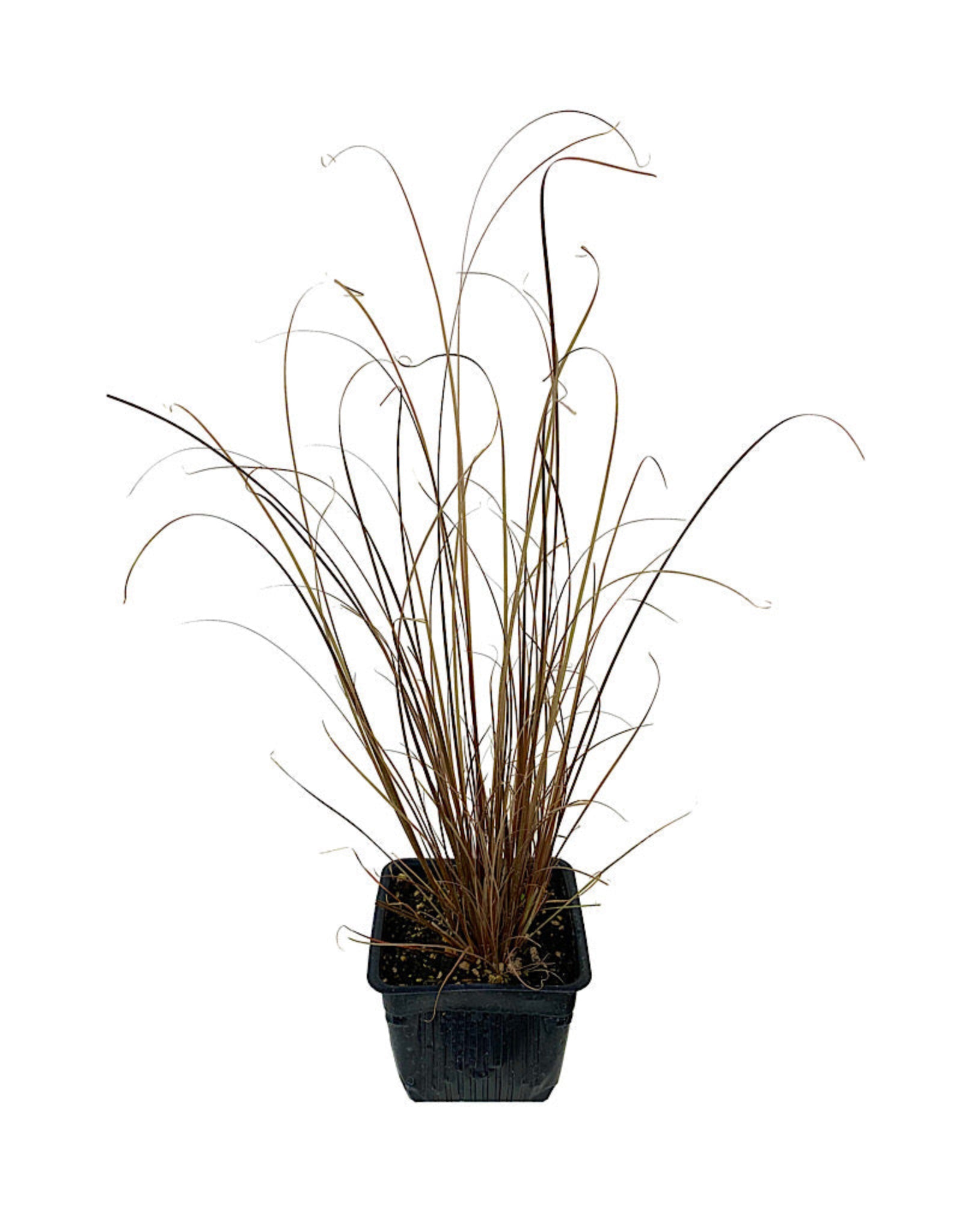 Carex 'Red Rooster' - Perennials