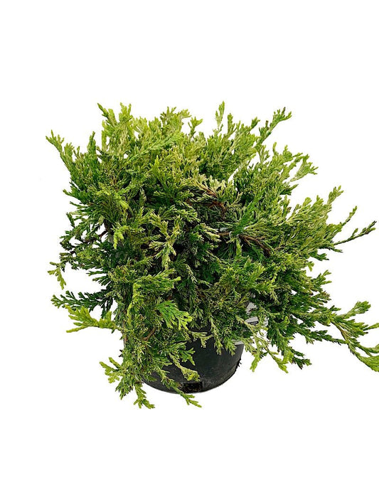 Juniperus horizontalis 'Gold Strike' 1 gal - The Garden Corner