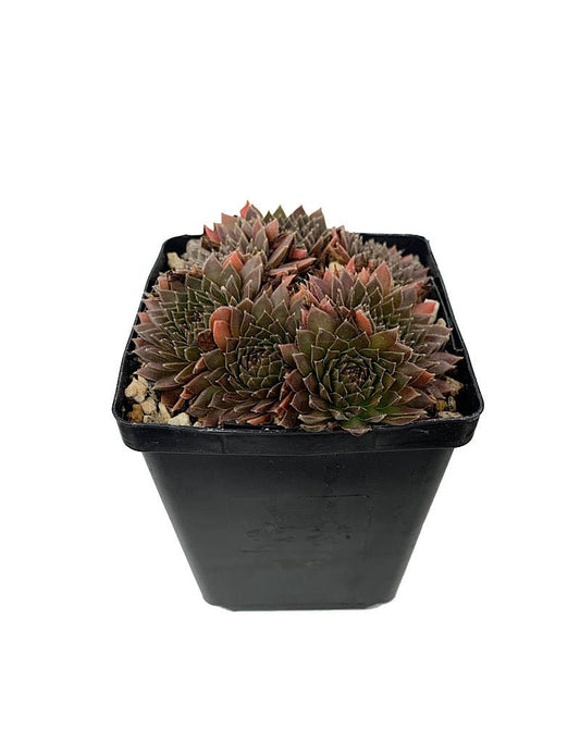 Sempervivum 'Bronze Pastel' 4 Inch - The Garden Corner