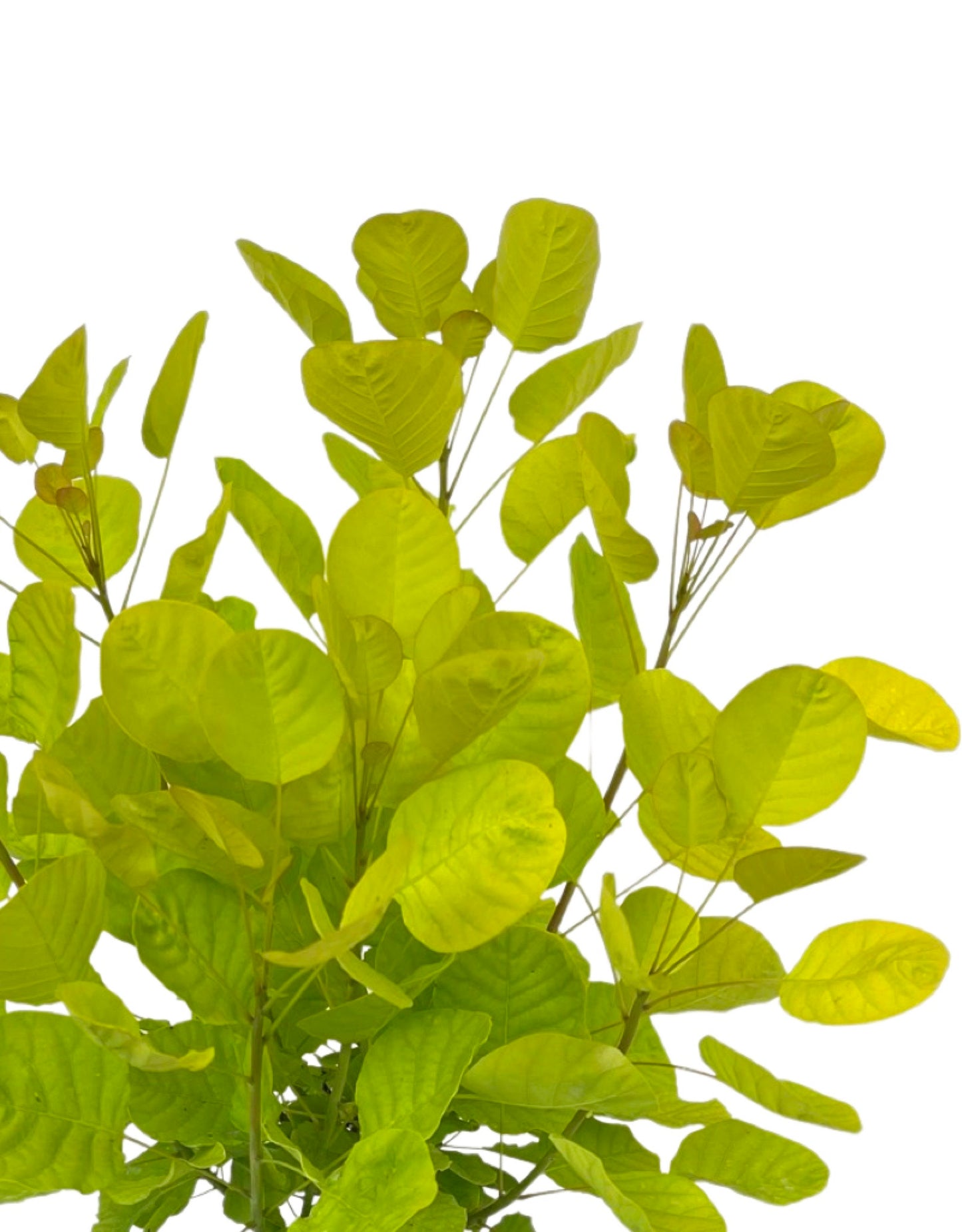 Cotinus coggygria 'Golden Spirit' 1 Gal