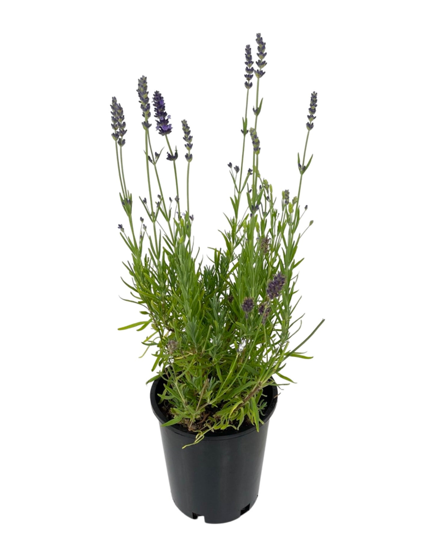 planting blue spear lavender Lavandula angustifolia 'Blue Spear' – The Garden Corner